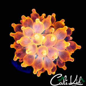 CALI BURST NEM