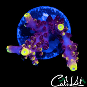 JF FOX FLAME