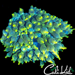 YELLOW TIP ANEMONE