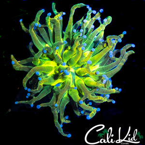 YELLOW MOUTH GRAIL TORCH