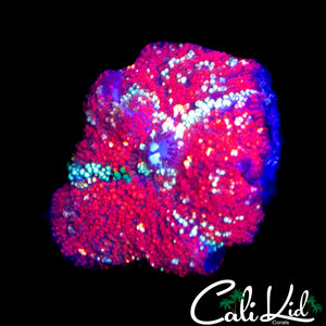 WHITE SPCKLED RED DEVIL MUSHROOM