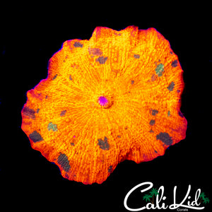 CK LARGE GREEN MONSTER SHROOM