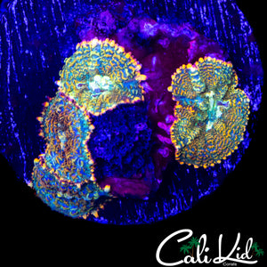 RAINBOW RHODACTIS ROCK