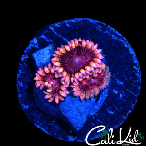 CK UNRELEASED ZOA TRIPLE