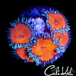 SCARLETT PALY MINI COLONY