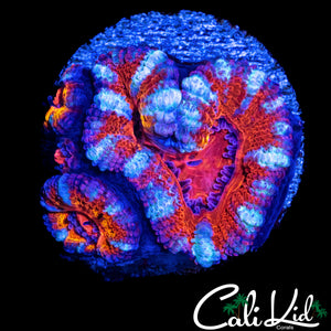 ULTRA STRIPE ACAN TRIPLE