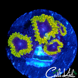 MESOSPHERE ZOA QUAD