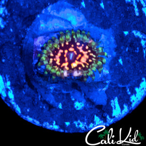 CK ULTIMATE PINK SPACE MONSTER ZOA