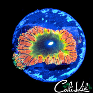 CK BONKERZ RAINBOW BLASTO DOUBLE