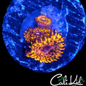 FLAMIN MOHICAN ZOA TRIPLE