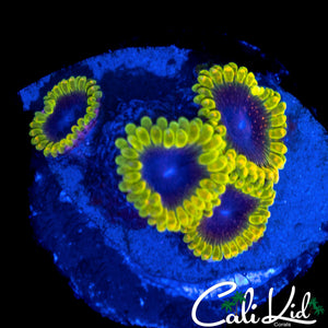 MESOSPHERE ZOA QUAD