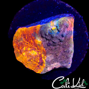 BEAUTIFUL 50/50 RAINBOW SWIRL CHALICE