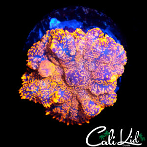 FRECKLED RHODACTIS BOUNCE SHROOM