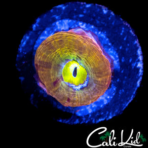 CK RAINBOW BOWER BABY