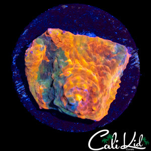 RAINBOW SWIRL CHALICE