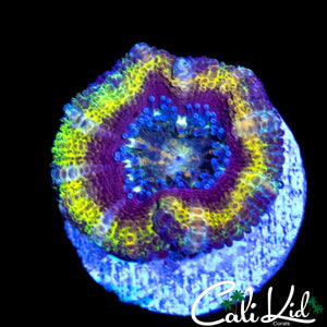 RAINBOW RINGS ACAN LORD