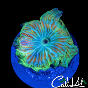 CK INVICTUS MUSHROOM