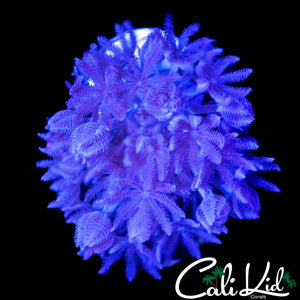 PULSATING XENIA CHUNK