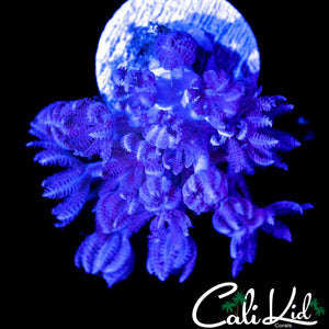 PULSATING XENIA CHUNK