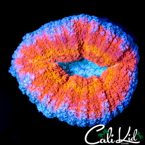 RAINBOW RINGS LOBO