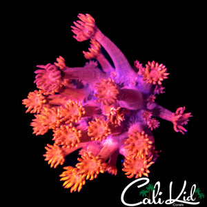 STARBURST GONI
