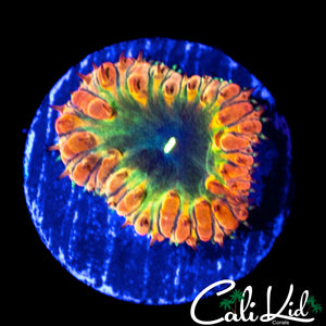 CK BONKERZ RAINBOW BLASTO