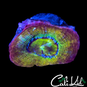 CK RAINBOW BOWERBANKI