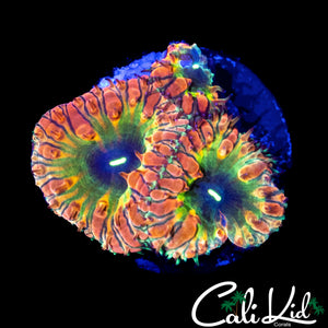 CK BONKERZ RAINBOW BLASTO TRIPLE