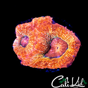 CK GUAVA MELTDOWN BOWER DOUBLE