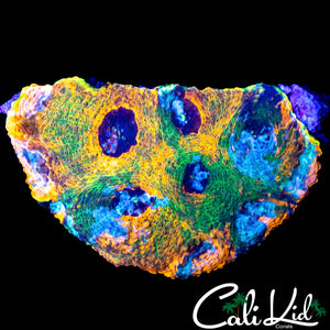 ULTIMATE RAINBOW ECHINATA