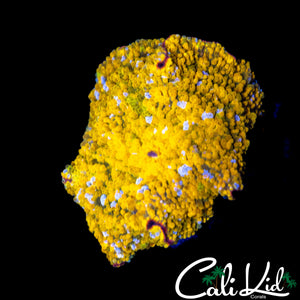 CK GOLD BAR MUSHROOM