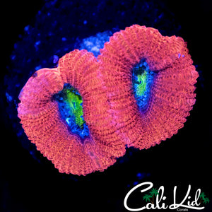 FAT HEAD ACAN DOUBLE