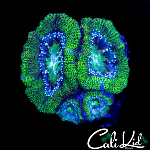 ULTRA PATTERN ACAN QUAD