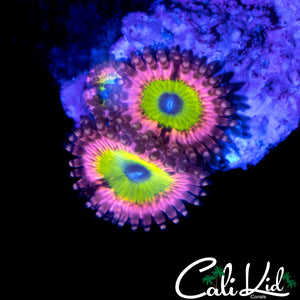 PINK HIPPO ZOA TRIPLE