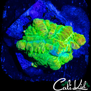CK OG RAINBOW RHODACTIS (BOUNCING)