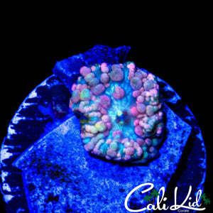 NEPTUNE BOUNCE MUSHROOM