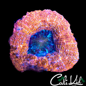 CHUNKY PEACH BOWERBANKI
