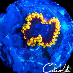 LARGE AQUACULTURED MYSTERY PALY