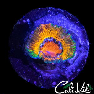 MYSTERY RAINBOW ACAN MORPH