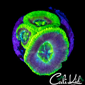 ULTRA ASIAN ACAN TRIPLE