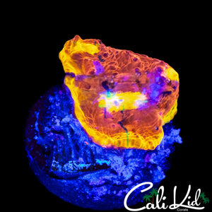INDO RAINBOW CHALICE FRAG