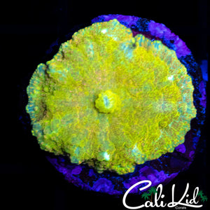 GOLDEN JAWBREAKER SHROOM