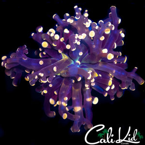 AQUACULTURED GOLDEN BRANCHING FROGSPAWN