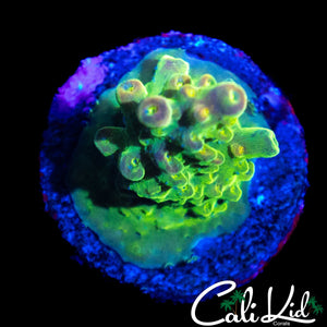 SMOOTH SKIN RAINBOW ACRO