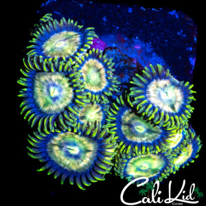 ASSORTED ZOA MINI COLONY