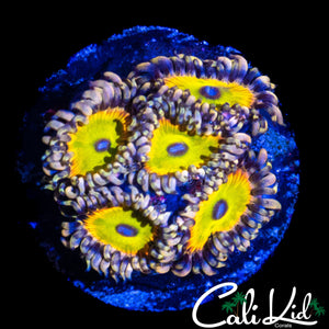 CK SATURNS RING MINI COLONY