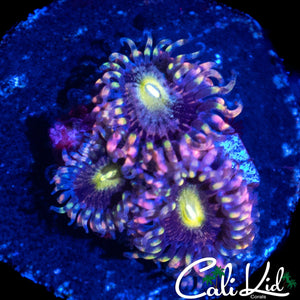 ANTI MATTER ZOA TRIPLE