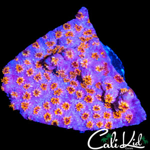 RAINBOW CYPHASTREA CHUNK