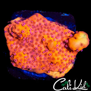 STARBURST TYPE MONTI