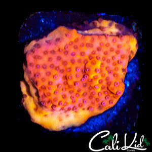 STARBURST TYPE MONTI